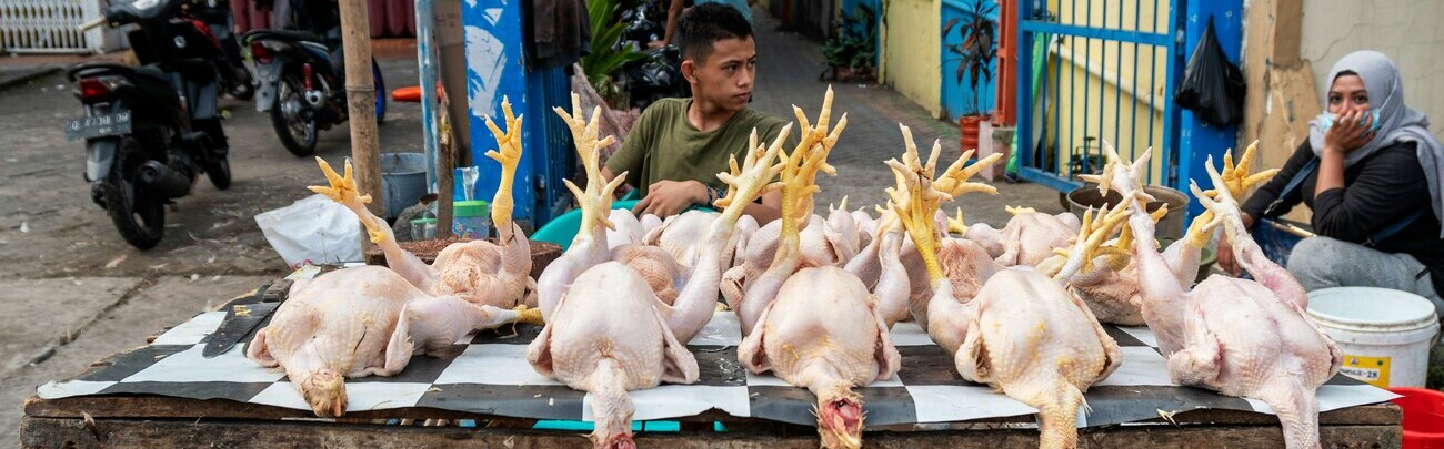 animal slaughter line