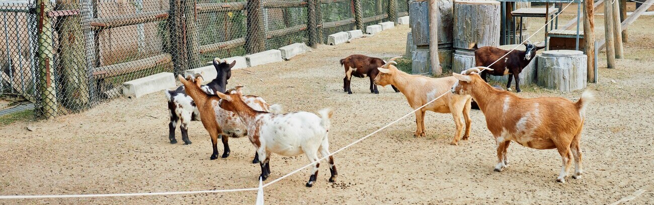 animal welfare comparison