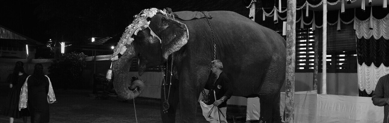 circus training cruelty